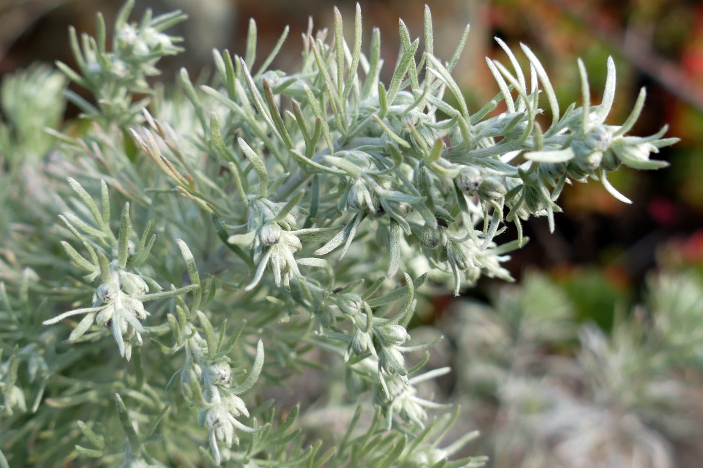 Image of Artemisia sericea specimen.