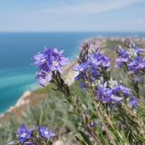 Veronica multifida