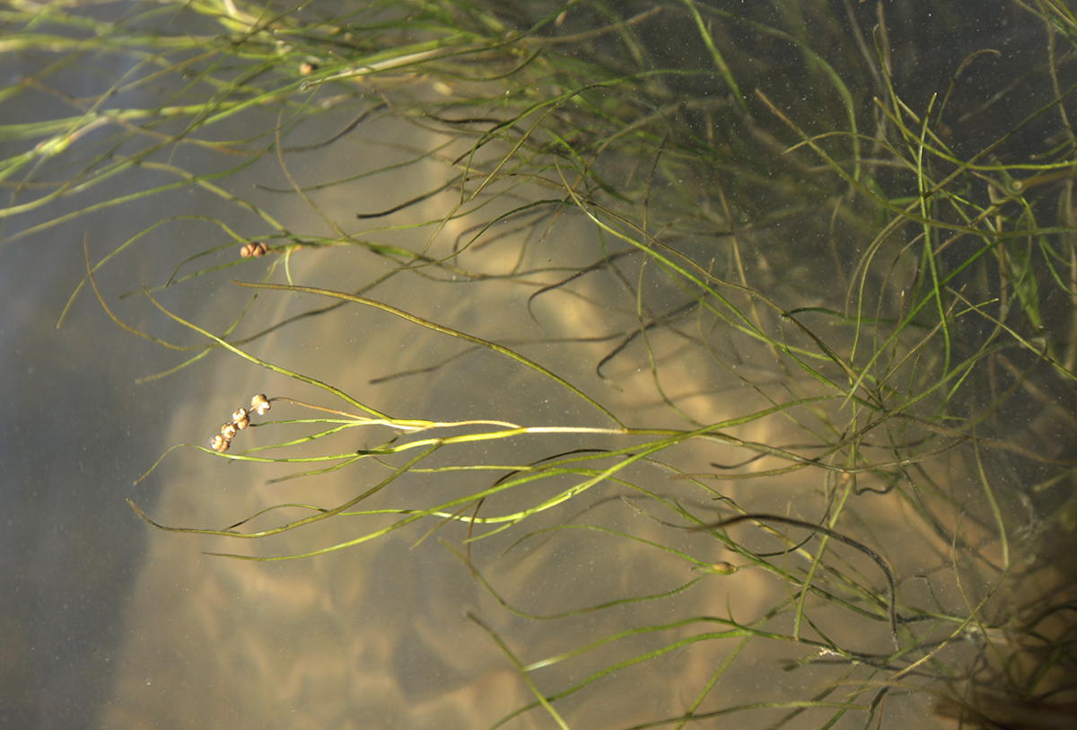 Image of Potamogeton pectinatus specimen.