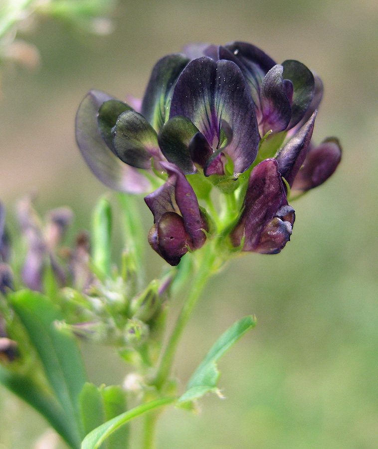 Изображение особи Medicago &times; varia.