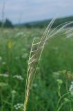 Stipa pennata