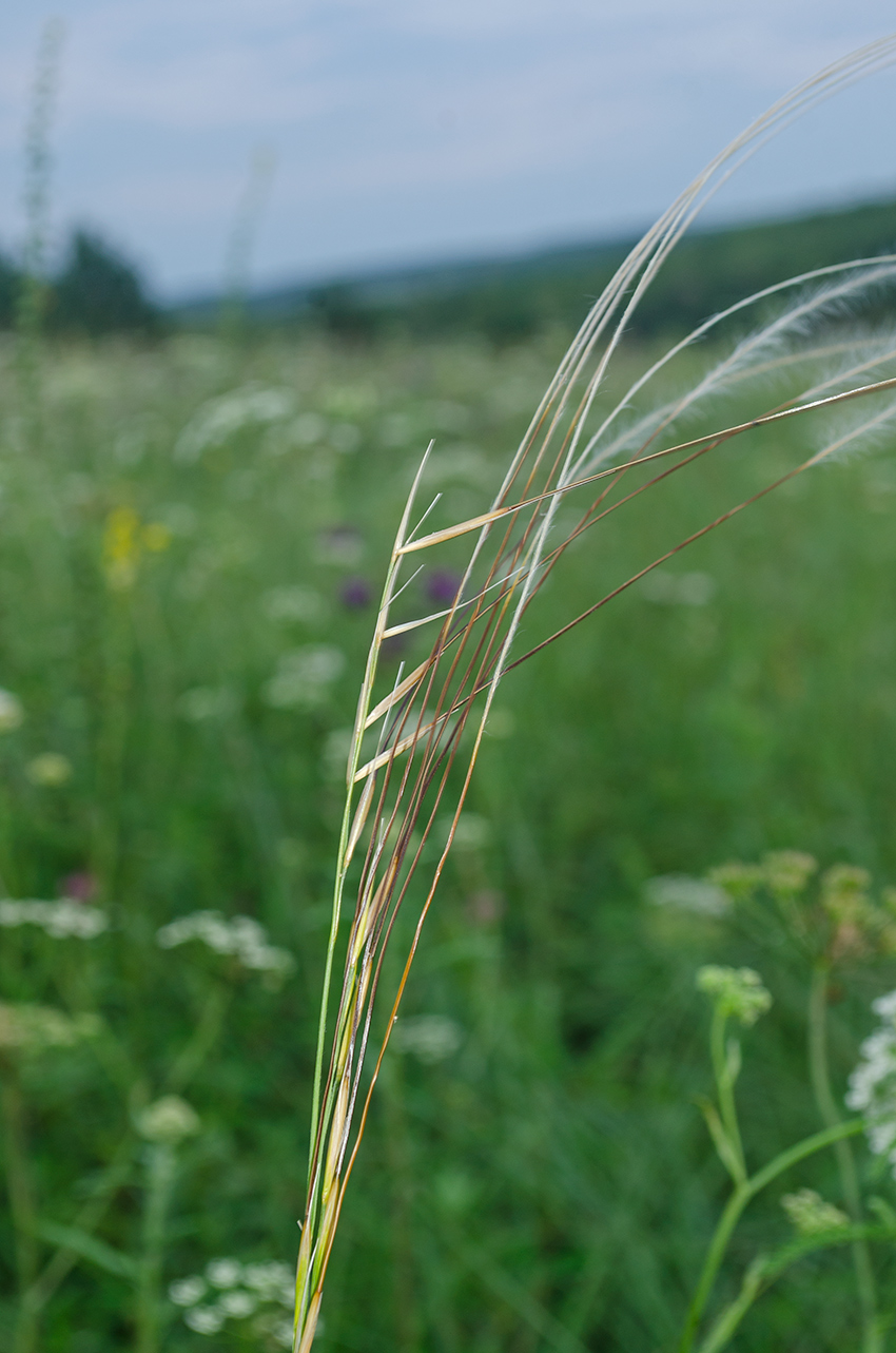 Изображение особи Stipa pennata.