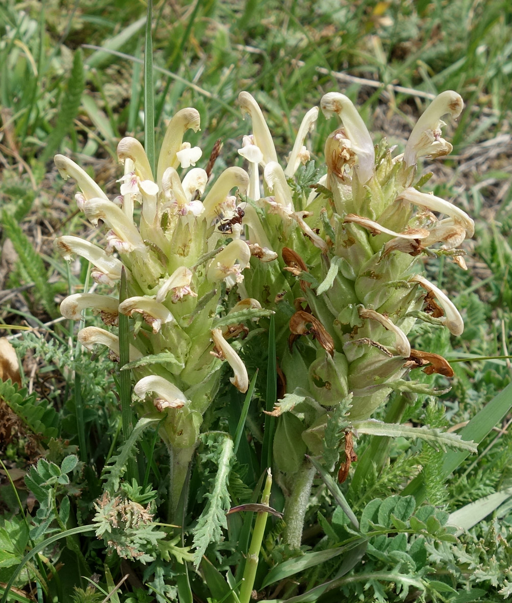 Image of Pedicularis pubiflora specimen.