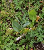 Traunsteinera sphaerica. Растение с соцветием в бутонах. Карачаево-Черкесия, Карачаевский р-н, Тебердинский заповедник, хр. Малая Хатипара, гераниевый луг. 24.07.2019.