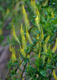 Salix triandra. Часть ветви с соцветиями. Новгородская обл., Крестецкий р-н, окр. дер. Долгий мост, ивняк на опушке смешанного леса. 12.05.2019.