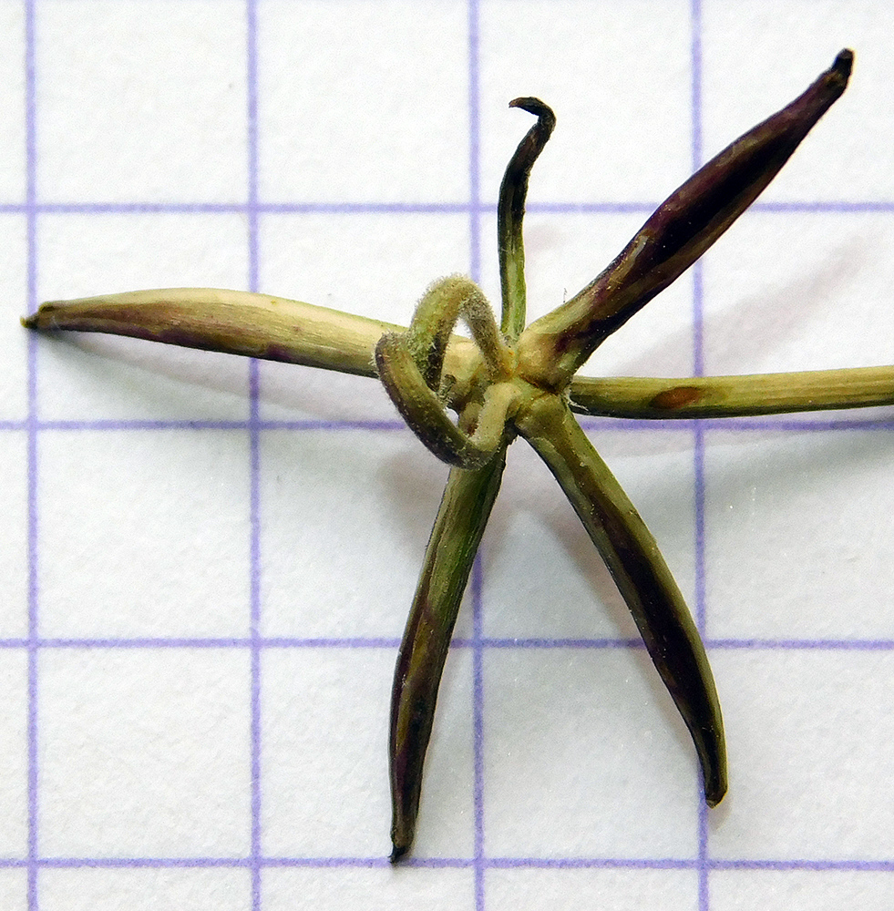 Image of Rhagadiolus edulis specimen.