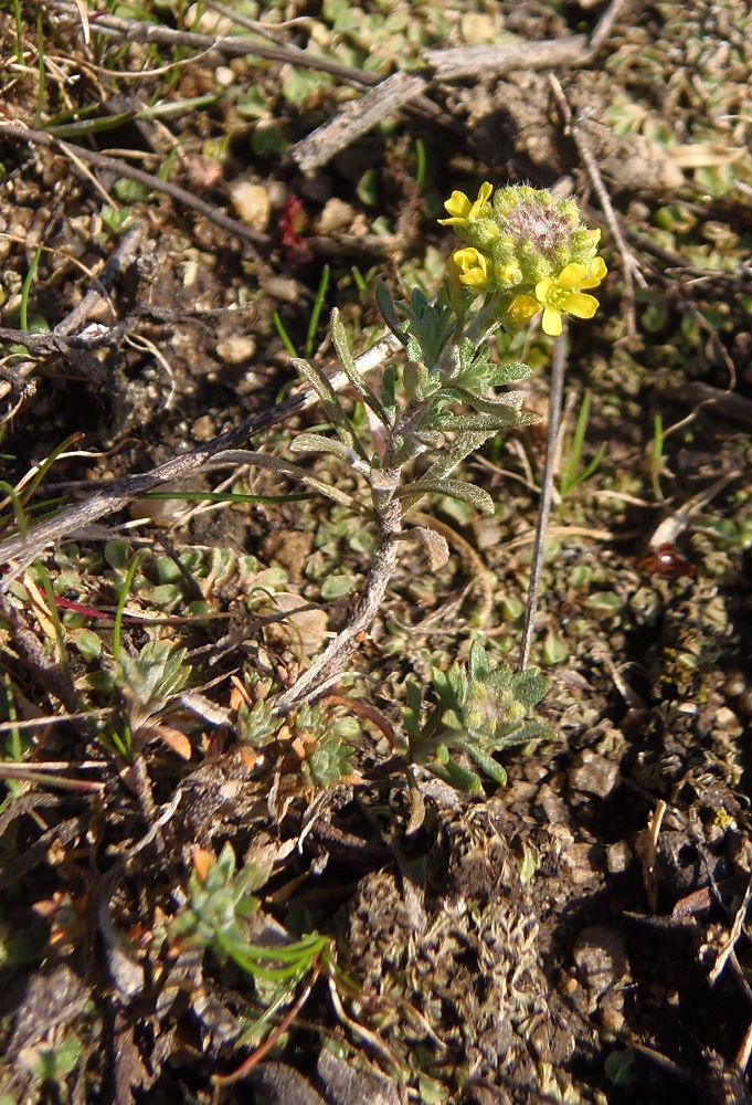 Image of genus Alyssum specimen.
