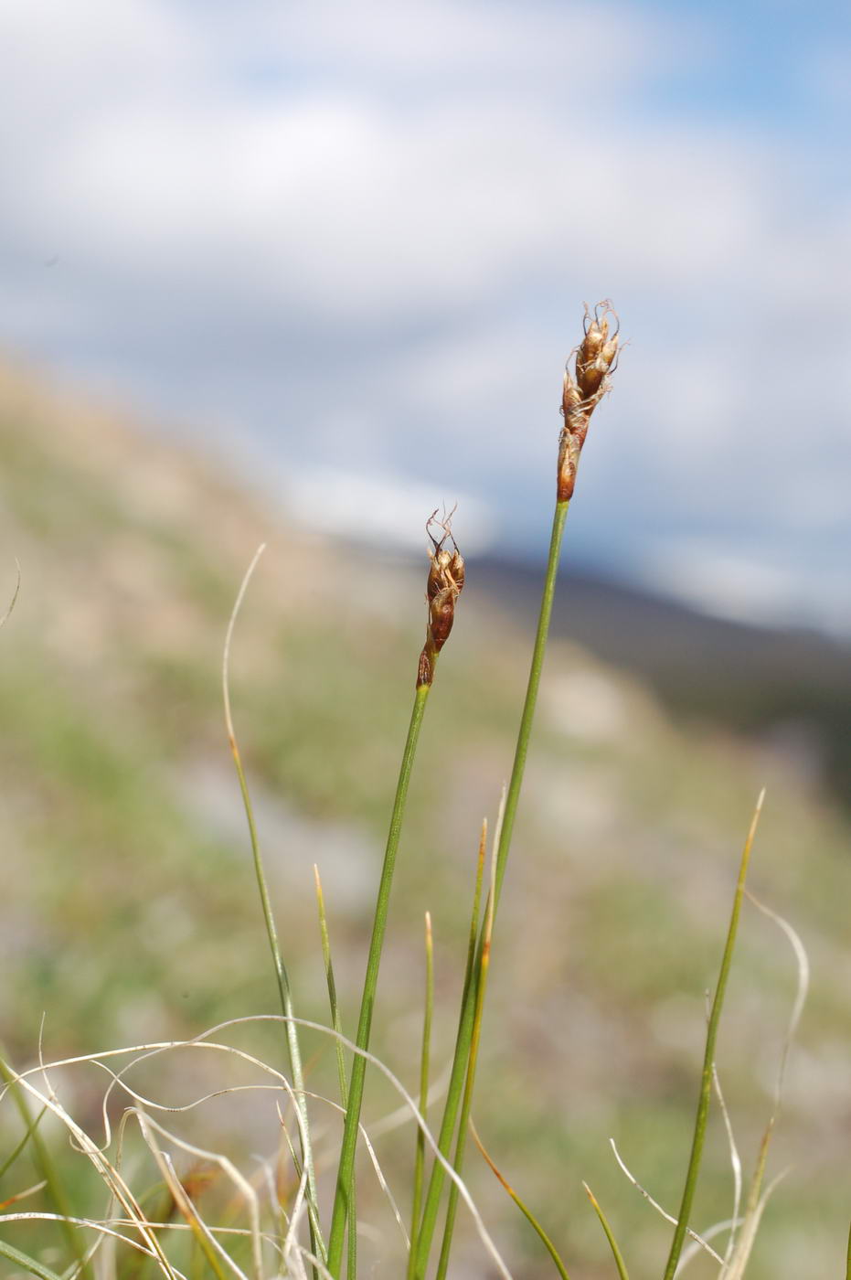 Изображение особи Carex rupestris.