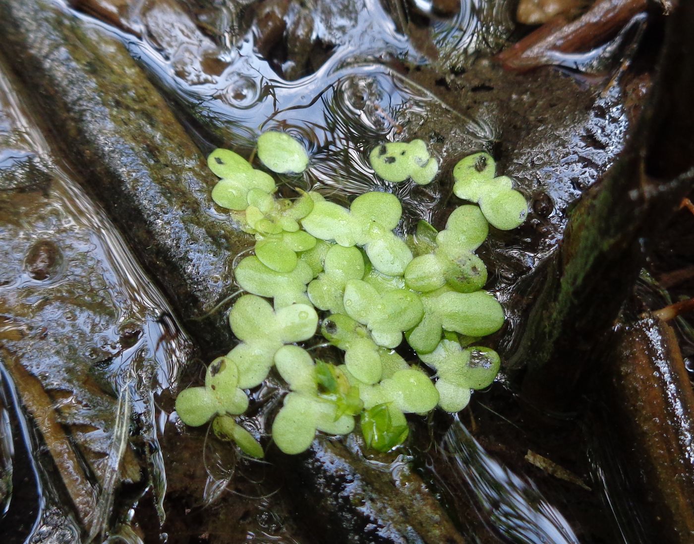 Image of Lemna minor specimen.