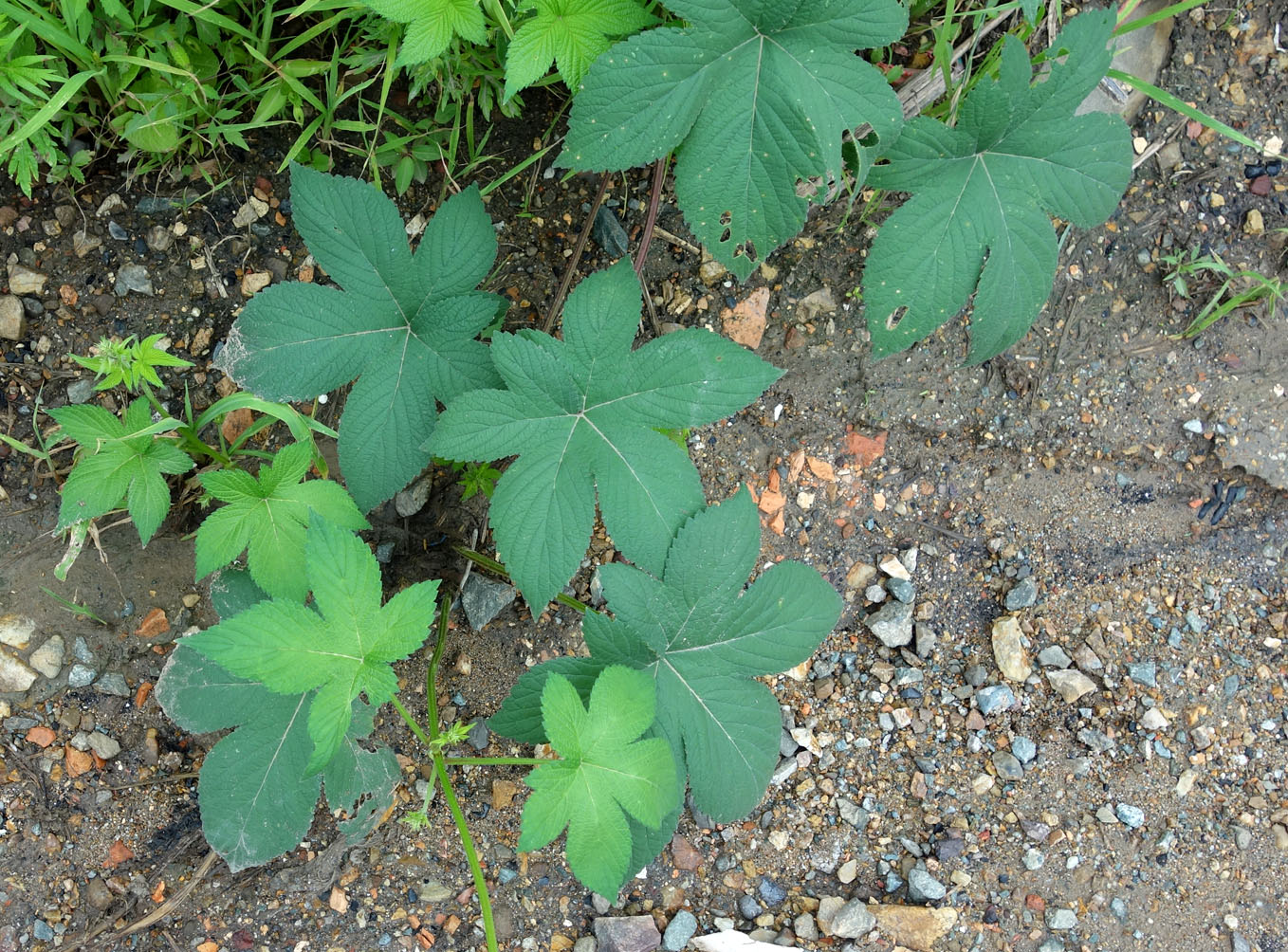 Изображение особи Humulopsis scandens.