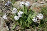 Valeriana chionophila. Цветущее растение. Казахстан, Туркестанская обл., хр. Таласский Алатау, ущелье Коктерек, ≈ 1400 м н.у.м., сухой каменистый склон. 22 апреля 2020 г.