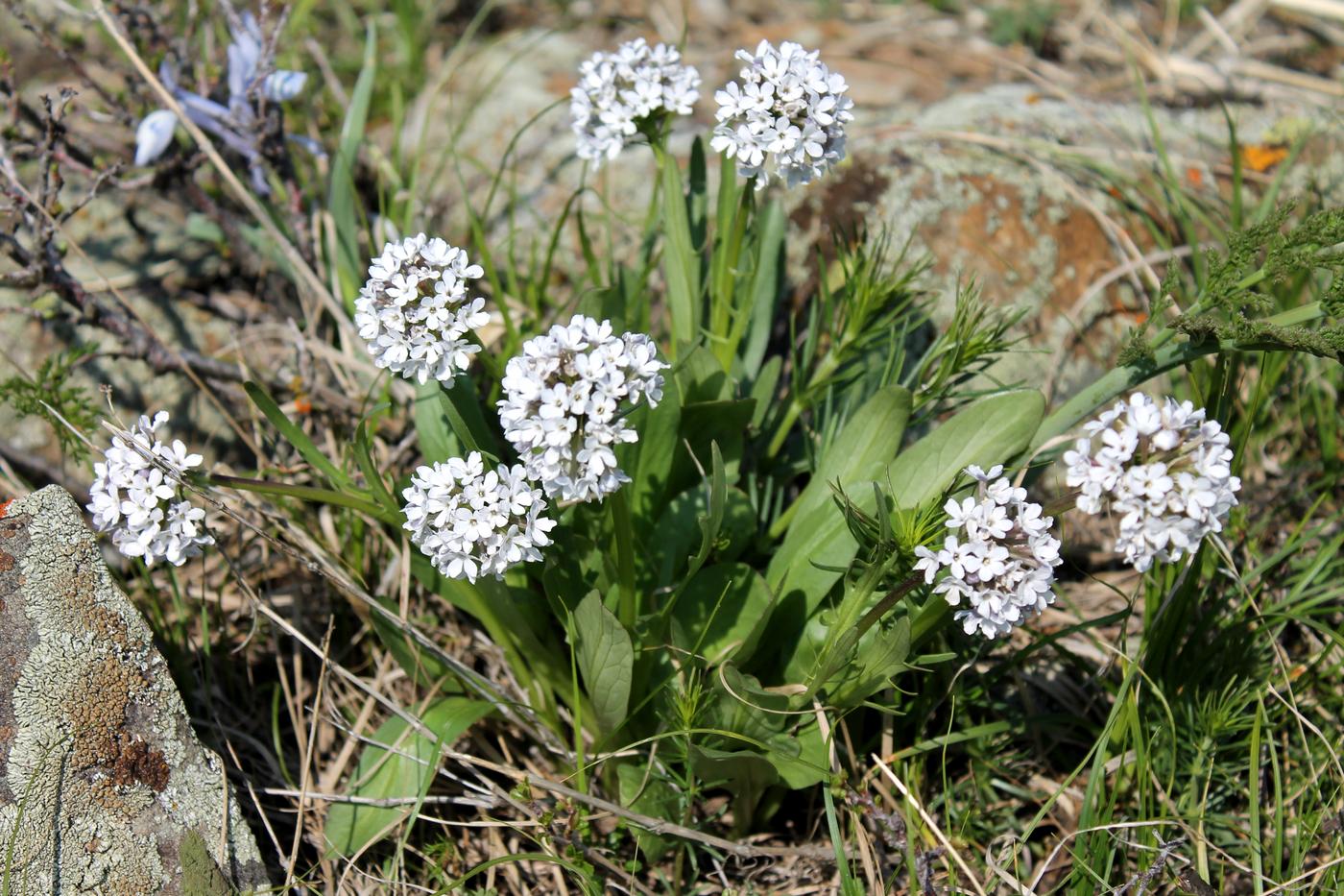 Image of Valeriana chionophila specimen.