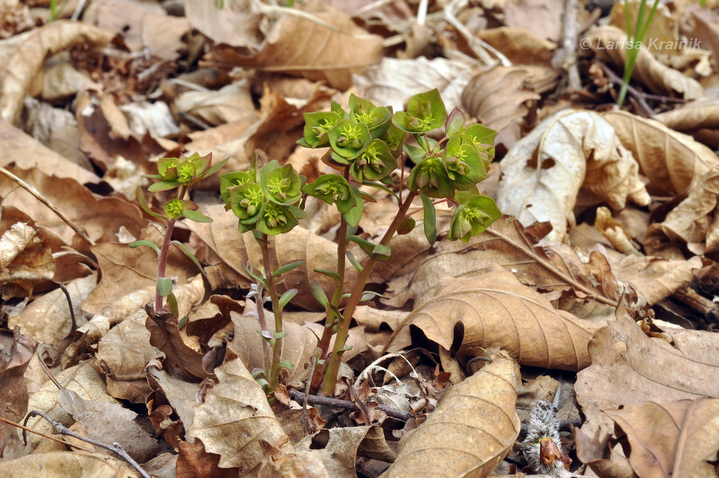 Изображение особи Euphorbia savaryi.