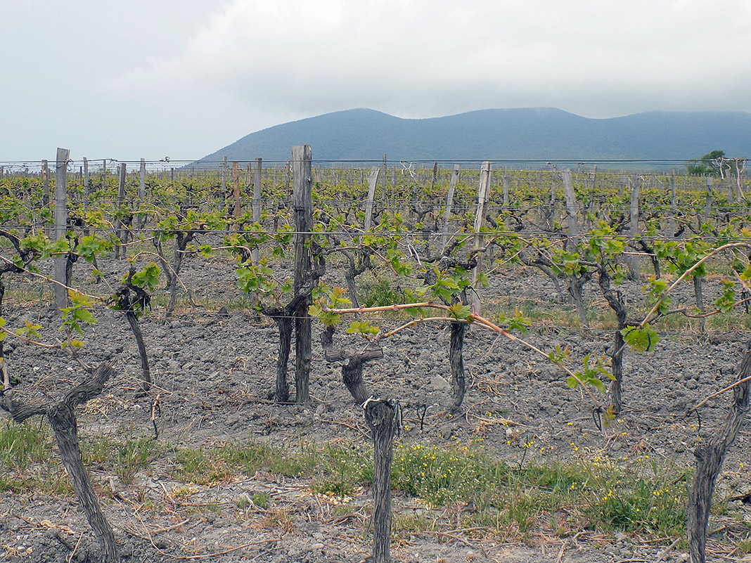 Изображение особи Vitis vinifera.