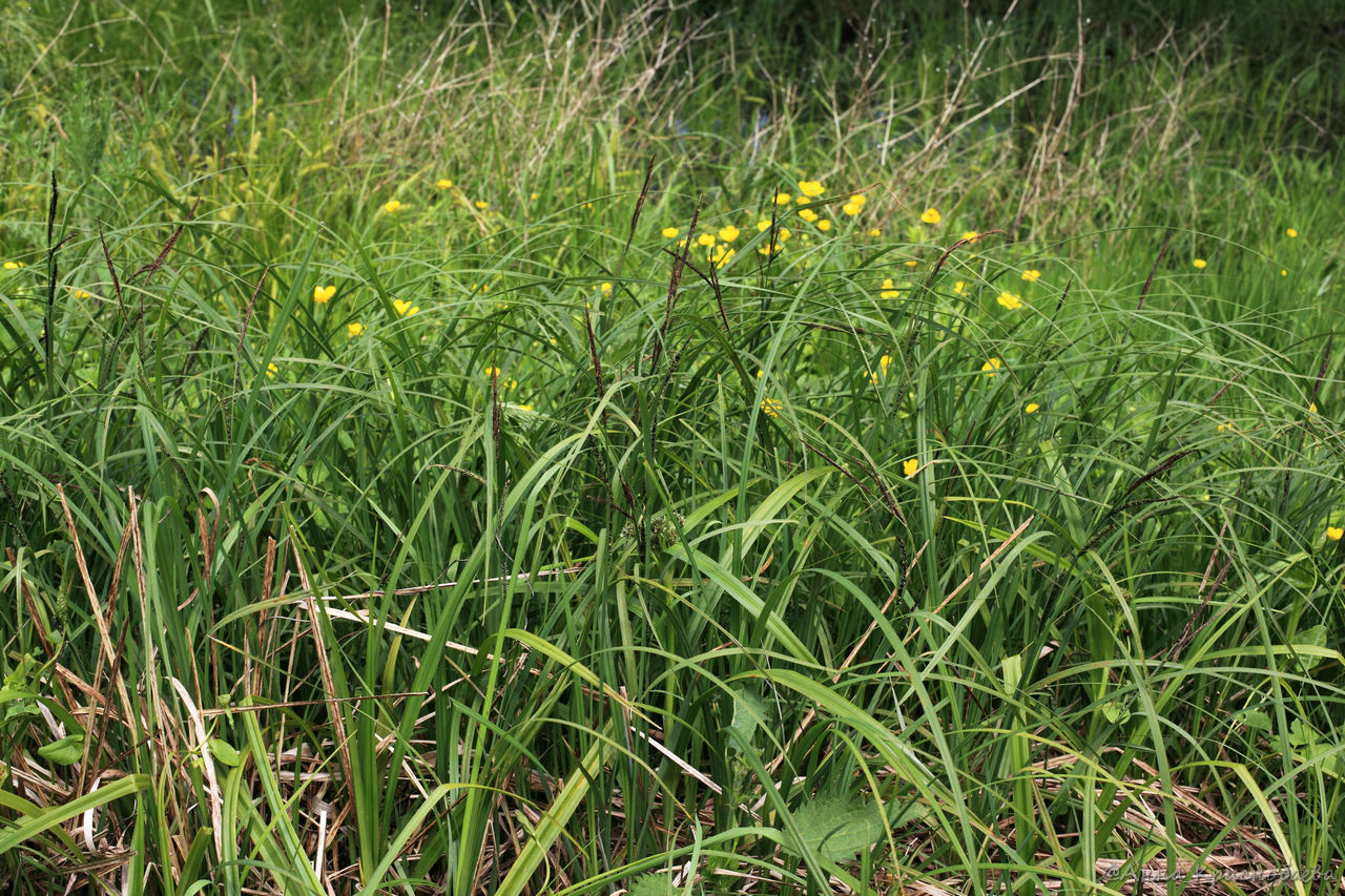 Изображение особи Carex acuta.