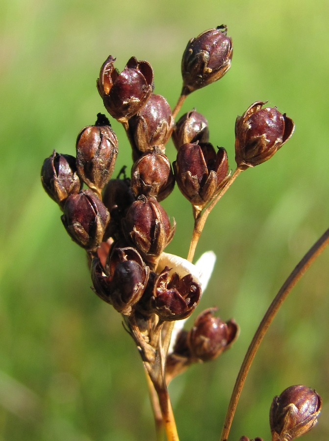 Image of Juncus compressus specimen.