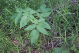 Angelica sylvestris