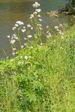 Valeriana wolgensis