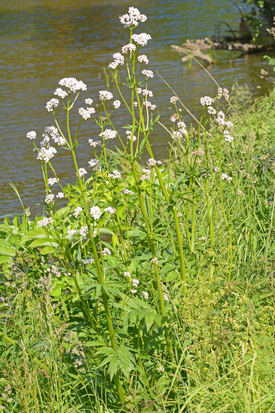 Image of Valeriana wolgensis specimen.