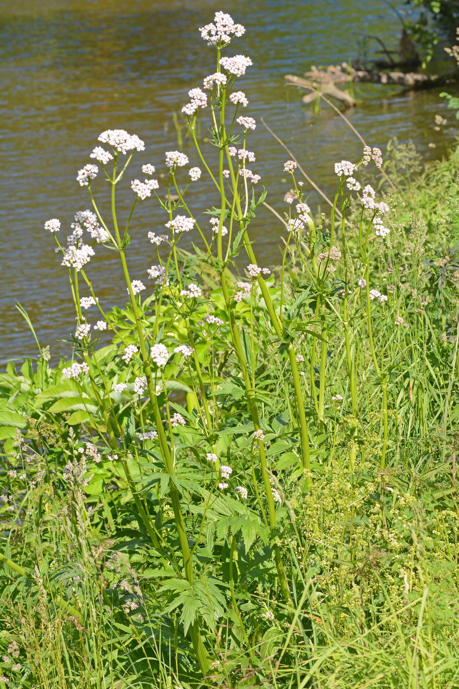 Image of Valeriana wolgensis specimen.