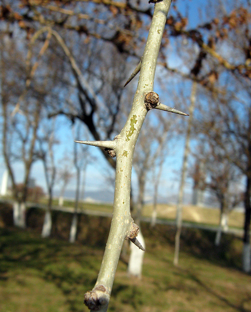 Изображение особи Maclura pomifera.