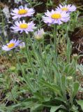 Aster alpinus