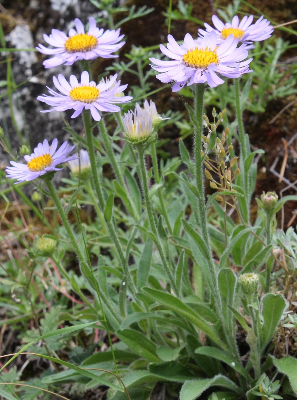 Изображение особи Aster alpinus.