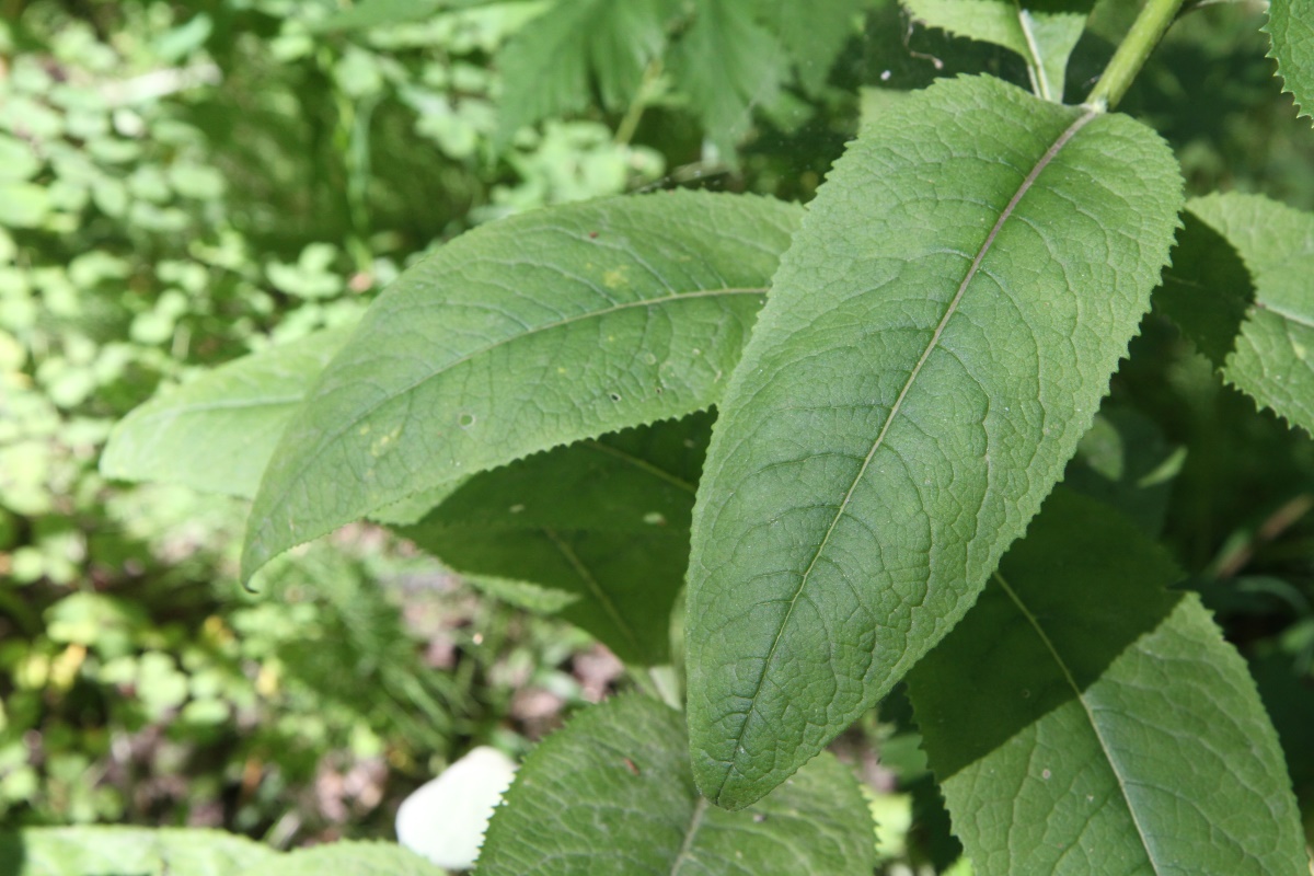 Image of Senecio nemorensis specimen.