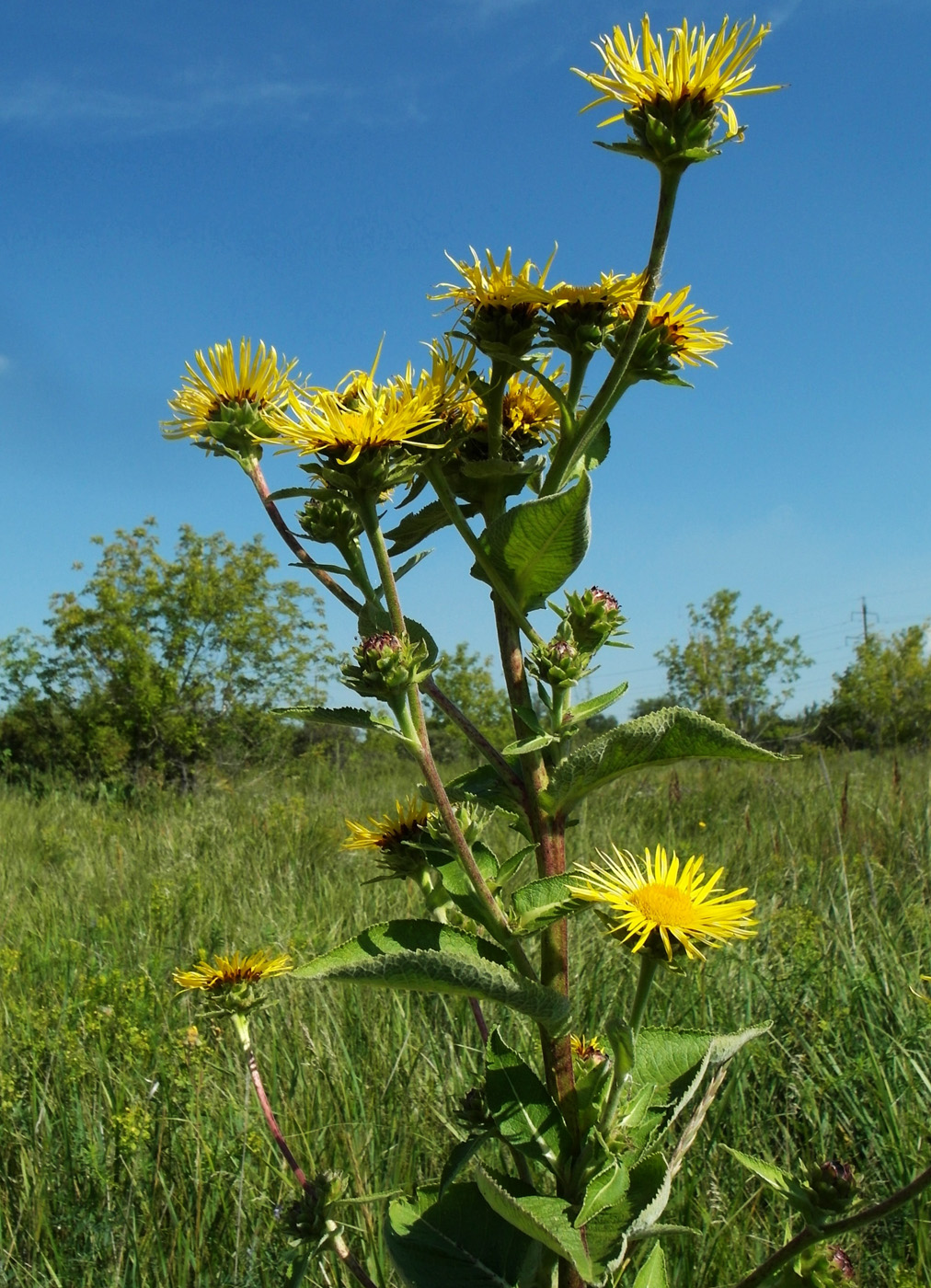 Изображение особи Inula helenium.