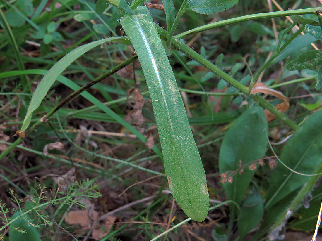 Image of Gaillardia aristata specimen.