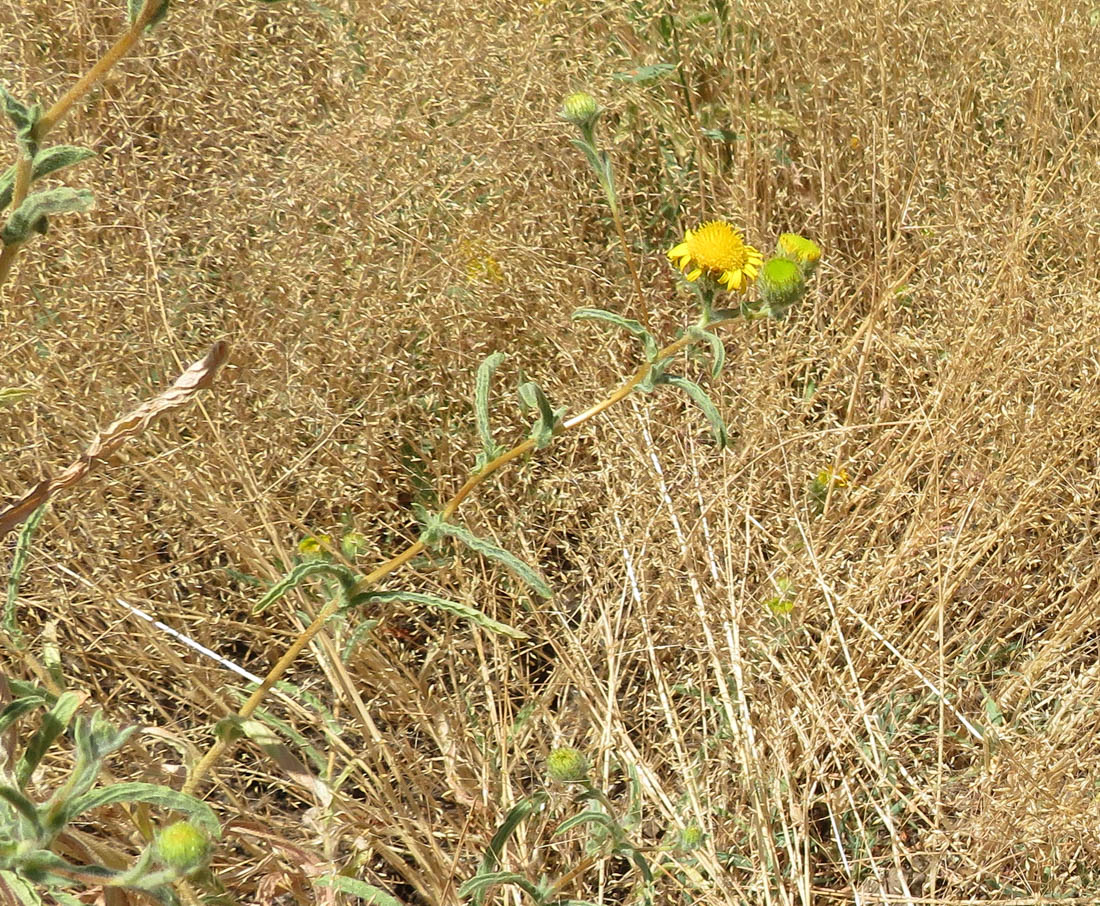 Image of Pulicaria arabica specimen.