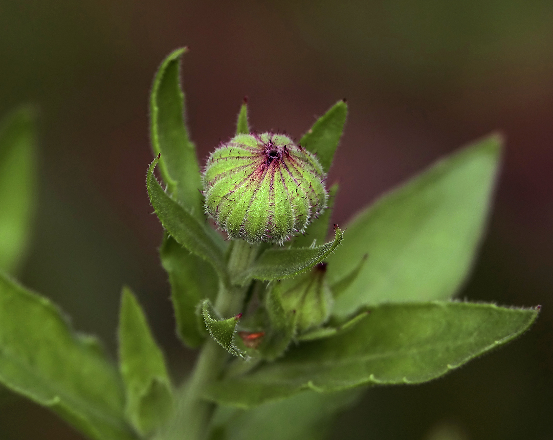 Image of Calendula officinalis specimen.