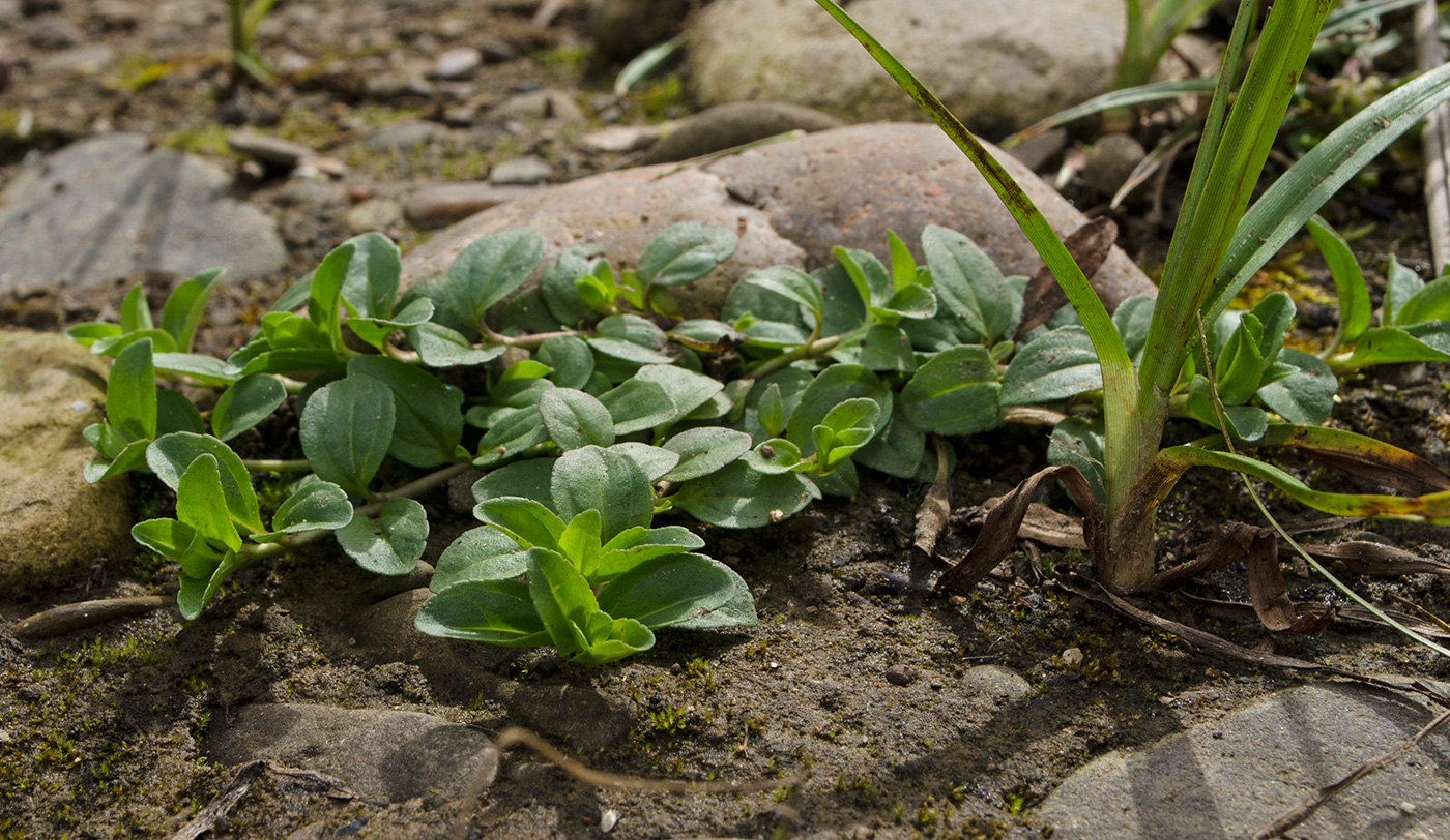 Image of Veronica serpyllifolia specimen.