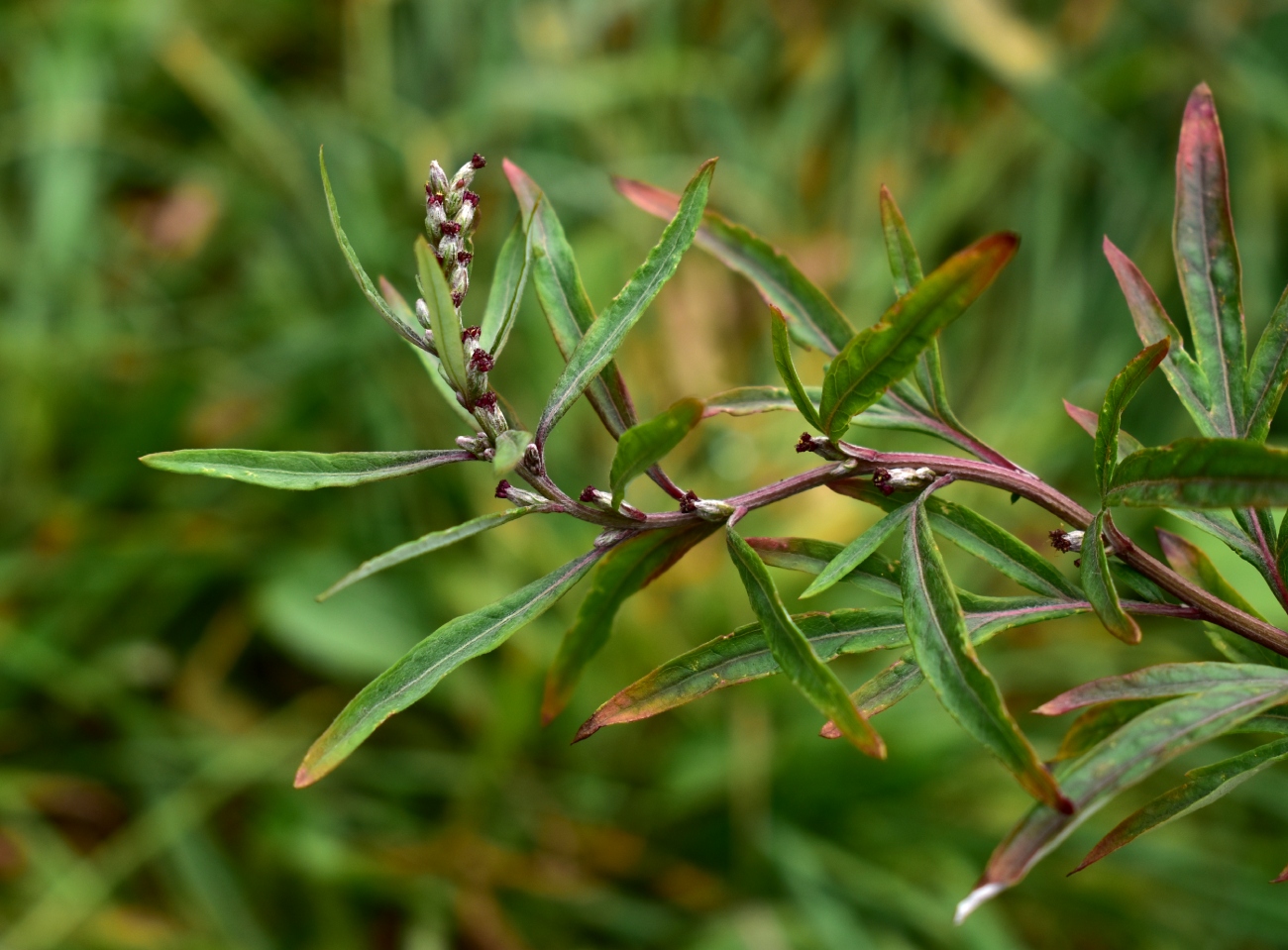 Изображение особи Artemisia vulgaris.