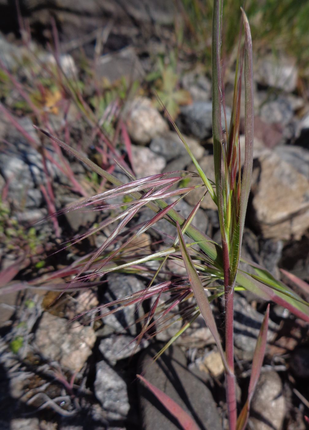 Изображение особи Anisantha tectorum.