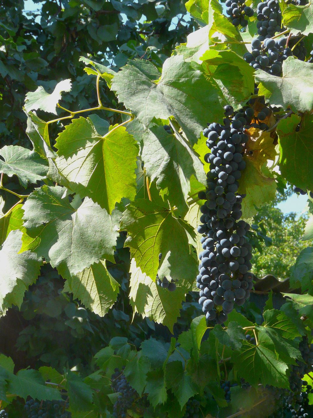 Image of Vitis &times; bacoi specimen.