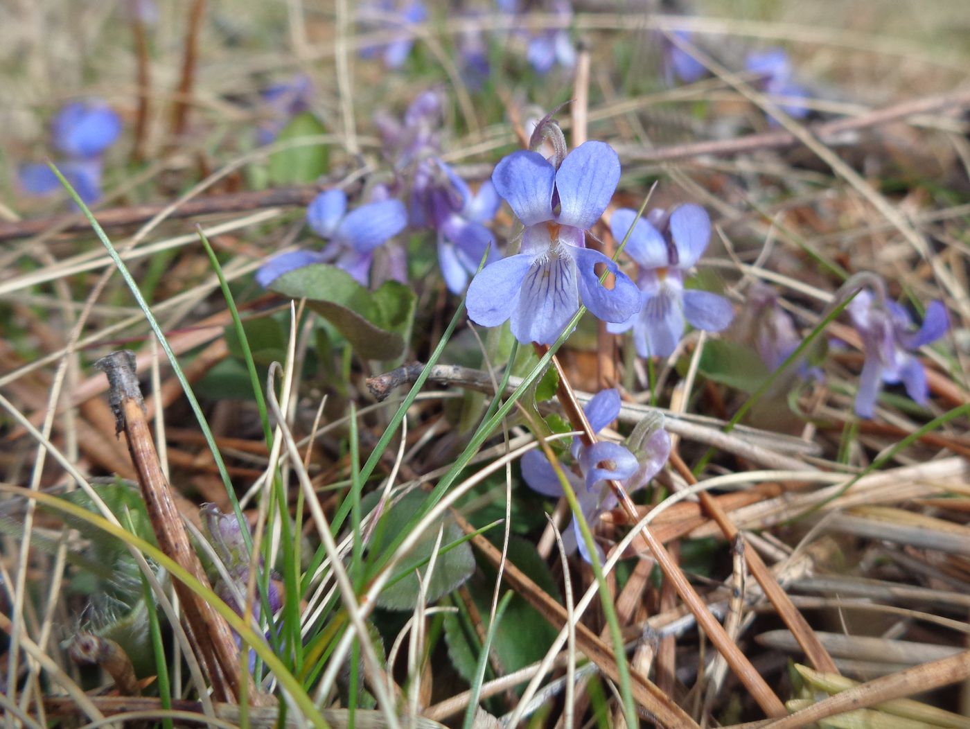 Image of Viola rupestris specimen.