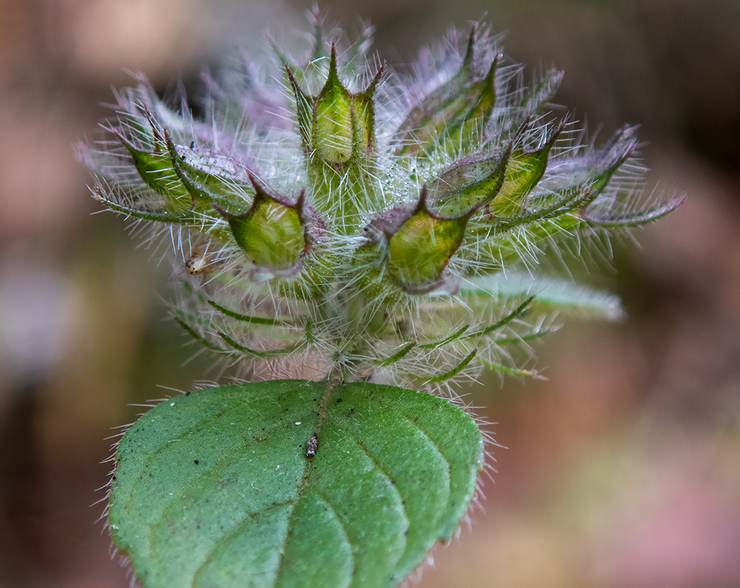 Image of Clinopodium vulgare specimen.