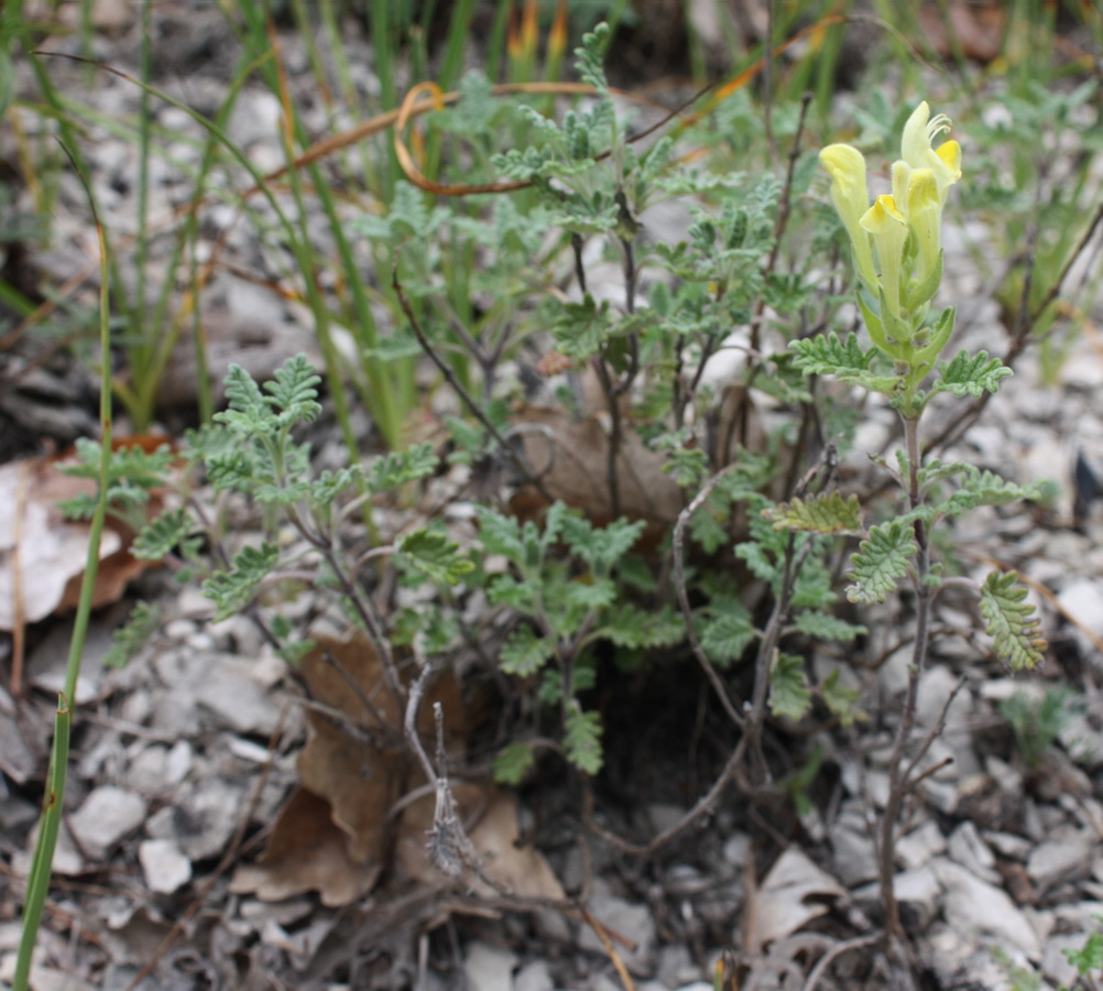 Image of Scutellaria orientalis specimen.