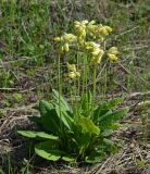 Primula veris