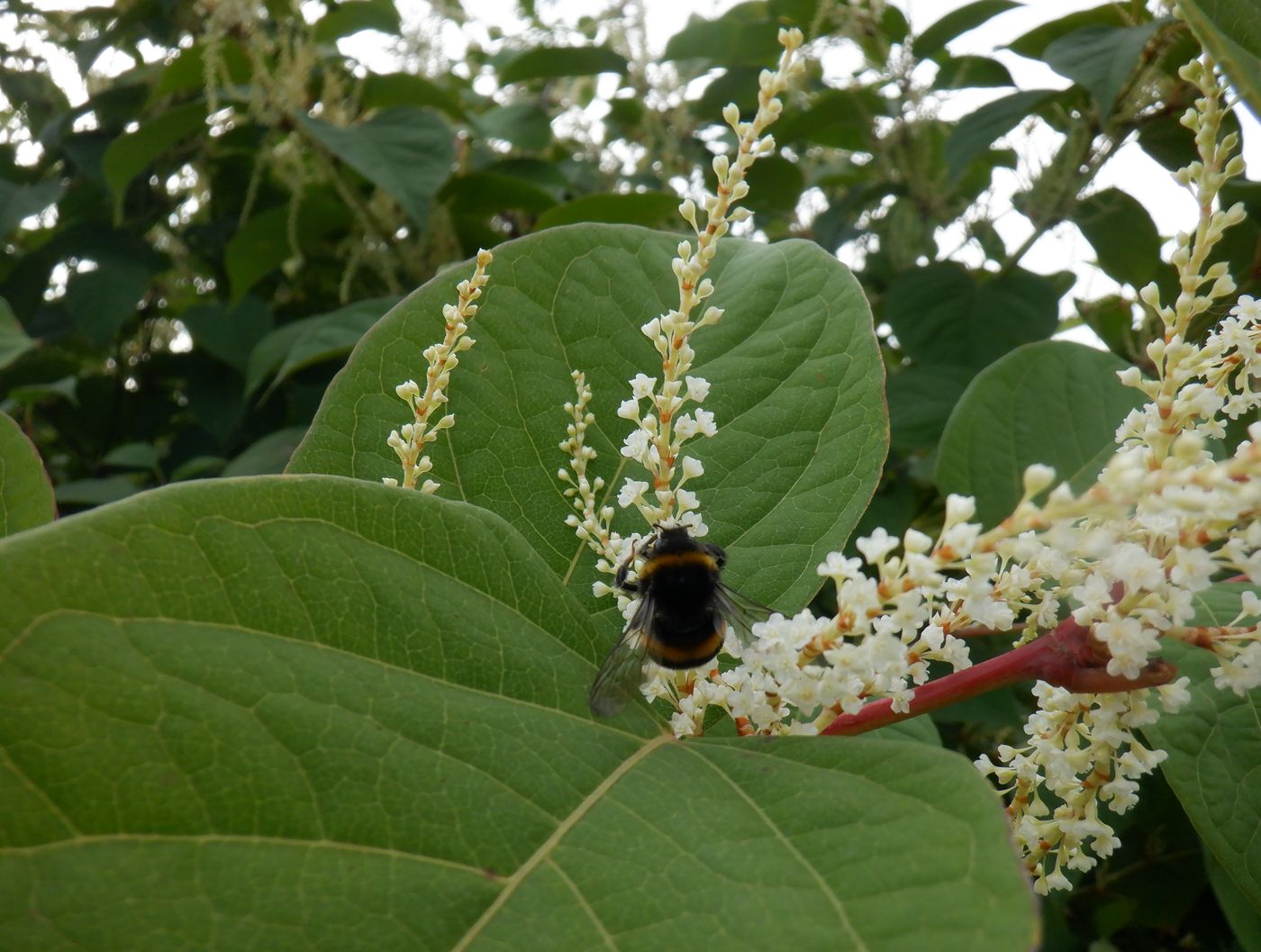 Изображение особи Reynoutria japonica.