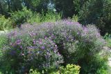 Symphyotrichum novae-angliae