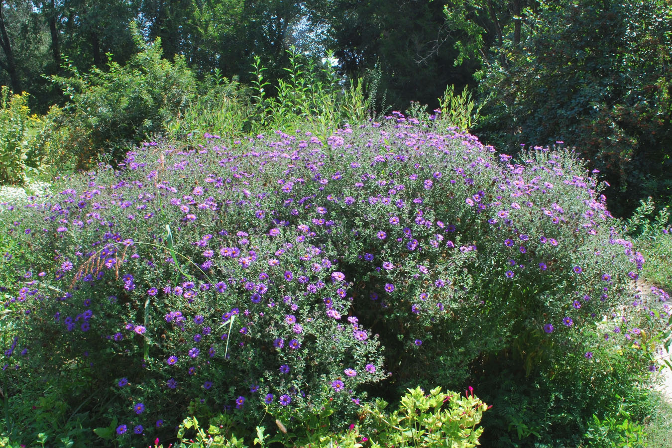 Изображение особи Symphyotrichum novae-angliae.