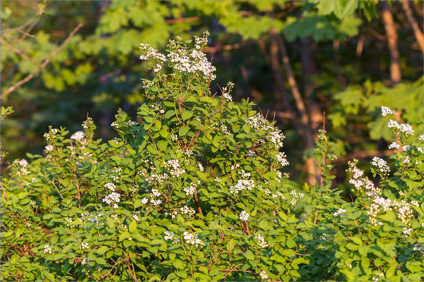 Image of genus Spiraea specimen.