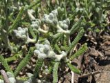 Achillea cretica