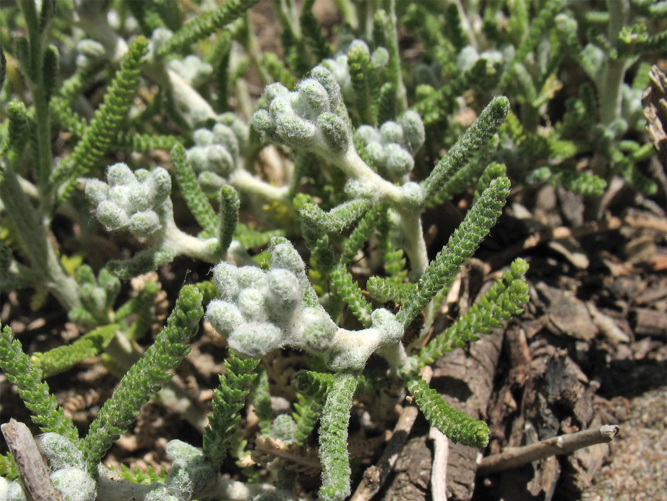 Изображение особи Achillea cretica.