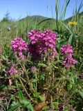 Pedicularis verticillata. Цветущее растение. Магаданская обл., Ольский р-н, окр. быв. пос. Атарган, Атарганская коса, приморский луг. 06.07.2017.