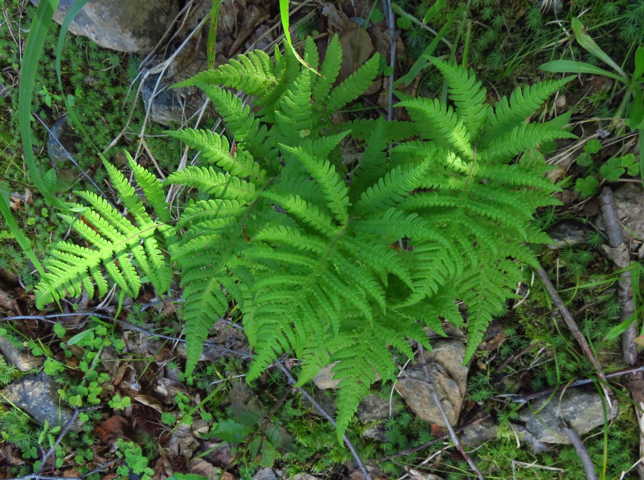 Изображение особи Phegopteris connectilis.