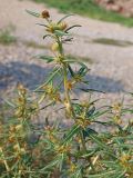 Xanthium spinosum