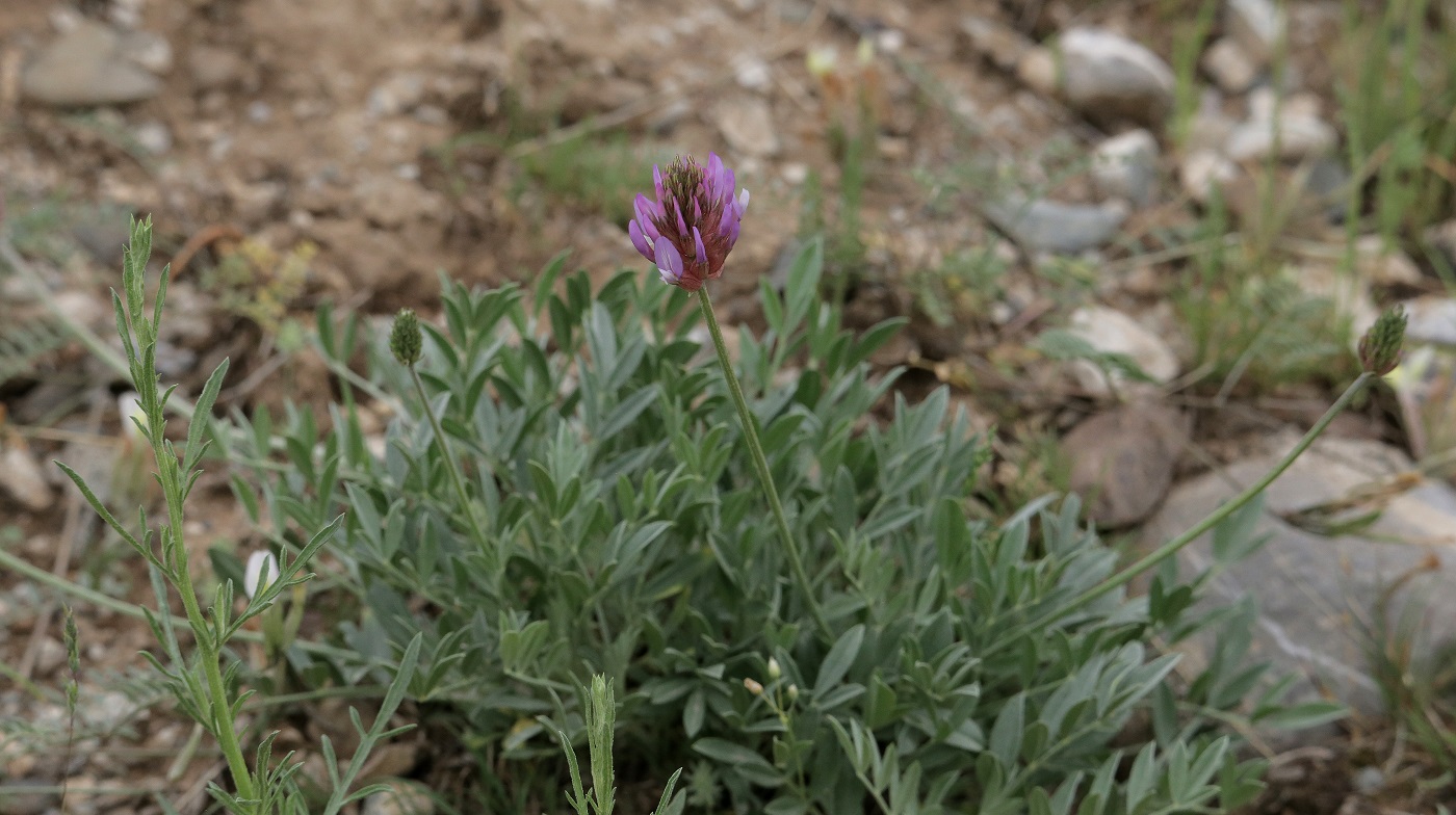 Изображение особи Astragalus schrenkianus.